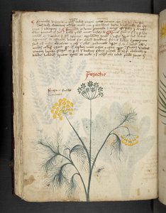 Add MS 41623 f.84v Finocchio, da 