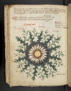 Carlina, Erbario, Belluno da Italian School