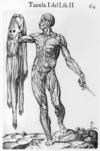 Studio anatomico, tavola 64, illustrazione da Anatomia del corpo umano di Juan de Valverde, Roma, 1560