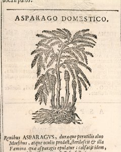 Asparago (Asparagus officinalis), incisione di Castore Durante