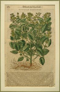 Basilico, una tavola botanica dai Discorsi di Pietro Andrea Mattioli (1501-77) pubblicata a Venezia, 1570 da Italian School