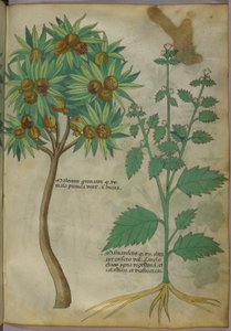 Illustrazione botanica