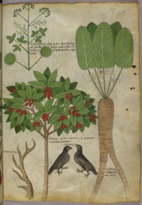 Illustrazione botanica di piante e uccelli, c.1440 da Italian School