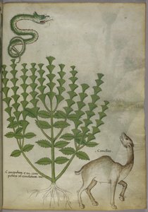 Illustrazione botanica di una pianta, un serpente e un cammello, c.1440 da Italian School