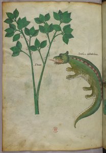 Illustrazione botanica e animale di una pianta e di un coccodrillo, 1440 circa (inchiostro e colore su pergamena) da Italian School