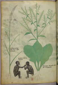 Illustrazione botanica e animale di una pianta e due scimmie, 1440 circa (inchiostro e colore su pergamena)