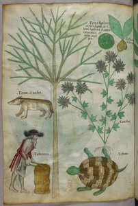 Illustrazione botanica e animale di piante, una tartaruga, un uomo e un altro animale, 1440 circa (inchiostro e colore su pergamena) da Italian School