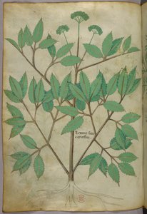 Illustrazione botanica, 1440 circa (inchiostro e colore su pergamena)
