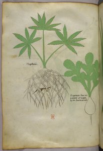 Illustrazione botanica, 1440 circa (inchiostro e colore su pergamena) da Italian School