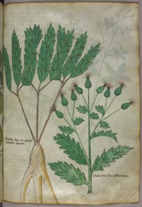 Illustrazione botanica, 1440 circa (inchiostro e colore su pergamena) da Italian School