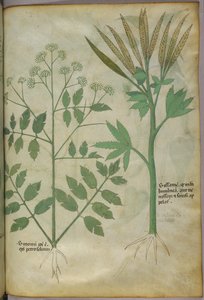 Illustrazione botanica, 1440 circa (inchiostro e colore su pergamena) da Italian School