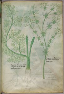 Illustrazione botanica, 1440 circa (inchiostro e colore su pergamena)