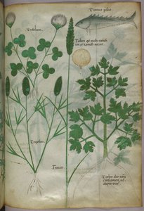 Illustrazione botanica, 1440 circa (inchiostro e colore su pergamena)