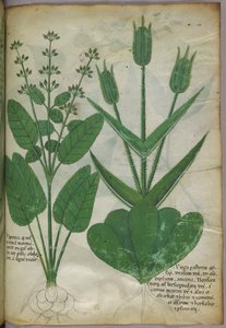 Illustrazione botanica, 1440 circa (inchiostro e colore su pergamena)