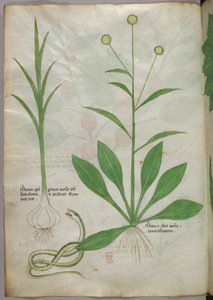 Illustrazione botanica, 1440 circa (inchiostro e colore su pergamena) da Italian School
