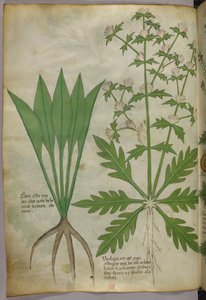 Illustrazione botanica, 1440 circa (inchiostro e colore su pergamena)