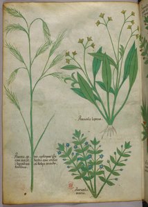 Illustrazione botanica, 1440 circa (inchiostro e colore su pergamena)