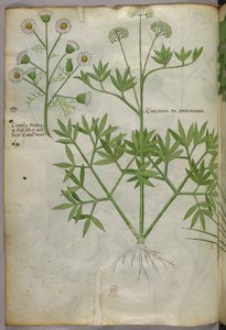 Illustrazione botanica, 1440 circa (inchiostro e colore su pergamena) da Italian School
