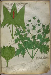 Illustrazione botanica, 1440 circa (inchiostro e colore su pergamena) da Italian School