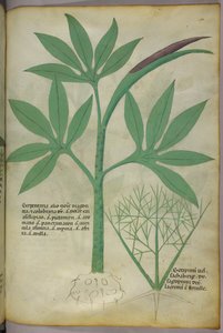 Illustrazione botanica, 1440 circa (inchiostro e colore su pergamena)