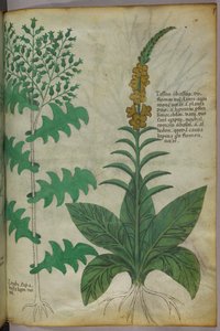 Illustrazione botanica, 1440 circa (inchiostro e colore su pergamena) da Italian School
