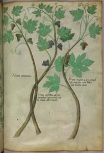 Illustrazione botanica, 1440 circa (inchiostro e colore su pergamena) da Italian School