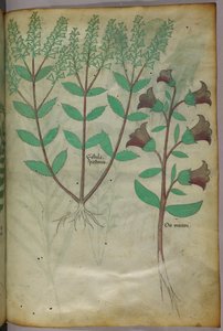 Illustrazione botanica, 1440 circa (inchiostro e colore su pergamena) da Italian School