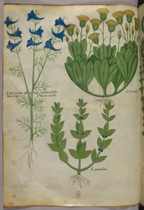 Illustrazione botanica, 1440 circa (inchiostro e colore su pergamena) da Italian School