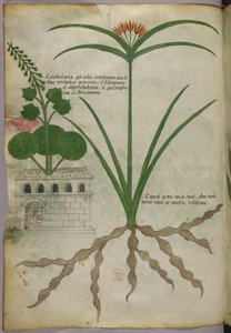Illustrazione botanica, 1440 circa (inchiostro e colore su pergamena) da Italian School