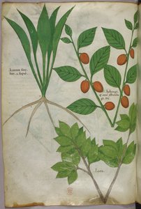 Illustrazione botanica, 1440 circa (inchiostro e colore su pergamena) da Italian School