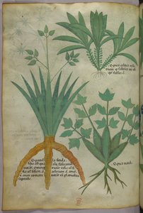Illustrazione botanica, 1440 circa (inchiostro e colore su pergamena)