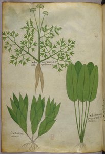 Illustrazione botanica, 1440 circa (inchiostro e colore su pergamena)