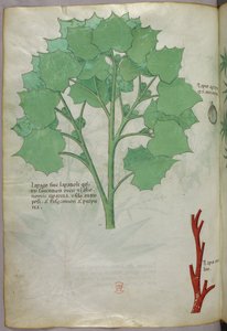 Illustrazione botanica, 1440 circa (inchiostro e colore su pergamena)