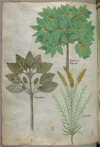 Illustrazione botanica, 1440 circa (inchiostro e colore su pergamena) da Italian School