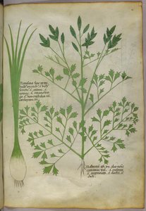 Illustrazione botanica, 1440 circa (inchiostro e colore su pergamena)
