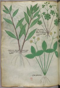 Illustrazione botanica, 1440 circa (inchiostro e colore su pergamena) da Italian School