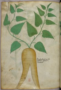 Illustrazione botanica, 1440 circa (inchiostro e colore su pergamena) da Italian School