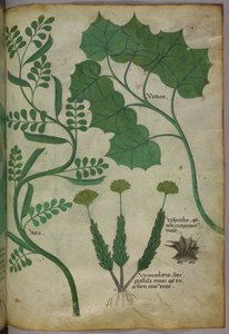 Illustrazione botanica, 1440 circa (inchiostro e colore su pergamena) da Italian School