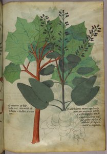 Illustrazione botanica, 1440 circa (inchiostro e colore su pergamena)