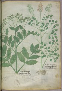Illustrazione botanica, 1440 circa (inchiostro e colore su pergamena)
