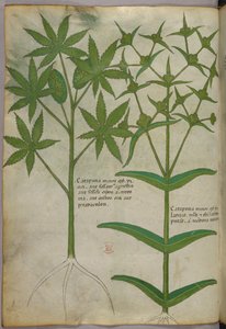 Illustrazione botanica, 1440 circa (inchiostro e colore su pergamena) da Italian School