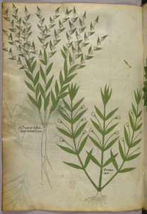 Illustrazione botanica, 1440 circa (inchiostro e colore su pergamena) da Italian School