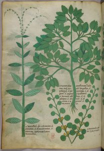 Illustrazione botanica, 1440 circa (inchiostro e colore su pergamena)