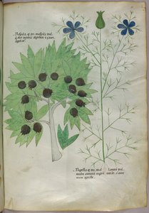 Illustrazione botanica, 1440 circa (inchiostro e colore su pergamena) da Italian School