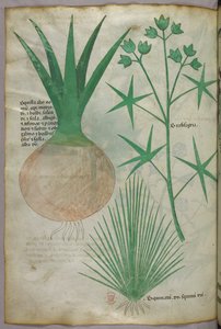 Illustrazione botanica, 1440 circa (inchiostro e colore su pergamena) da Italian School