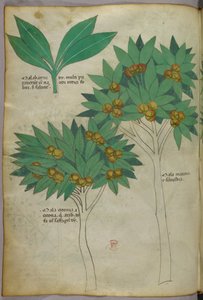 Illustrazione botanica, 1440 circa (inchiostro e colore su pergamena) da Italian School