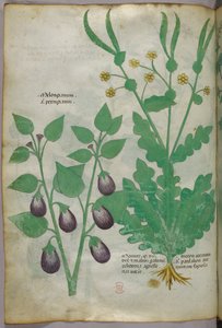 Illustrazione botanica, 1440 circa (inchiostro e colore su pergamena)