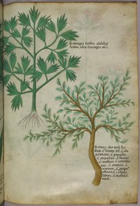 Illustrazione botanica, 1440 circa (inchiostro e colore su pergamena)