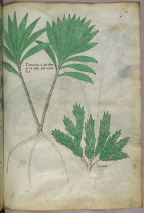 Illustrazione botanica, 1440 circa (inchiostro e colore su pergamena)