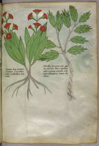 Illustrazione botanica, 1440 circa (inchiostro e colore su pergamena) da Italian School